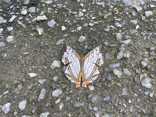 イシガケチョウ | 山の便り